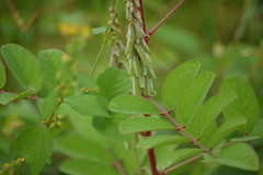 Indigofera astragalina